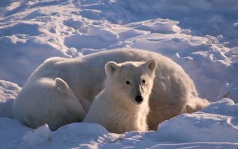 Polar Bears and Climate Change