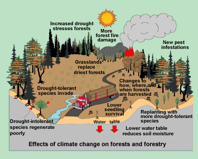 The Different Effects of Climate Changes